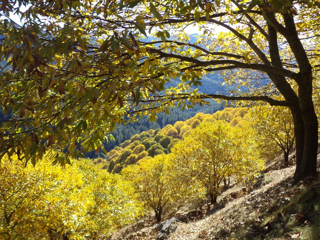 Camino near Juzcar during Otoño de cobre, or the Copper autumn. Photo © snobb.net 